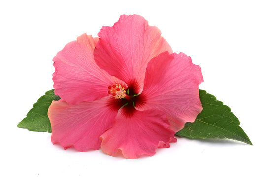 Fleur d'hibiscus