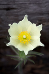 Pasque flower