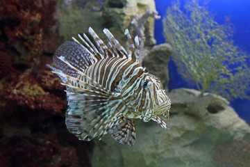 Pterois volitans