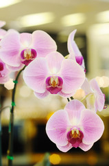 Naklejka na ściany i meble Beautiful violet orchid in public fair.