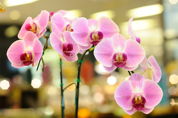 Fototapeta na wymiar Beautiful violet orchid in public fair.