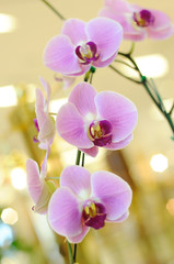 Naklejka na ściany i meble Beautiful violet orchid in public fair.