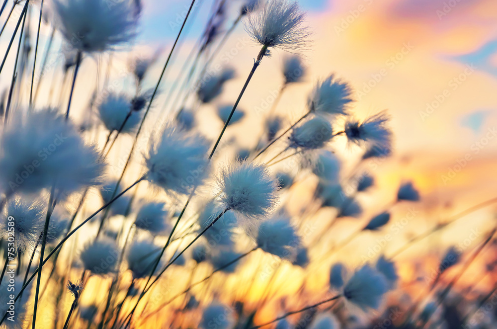 Wall mural Cotton grass on a background of the sunset sky