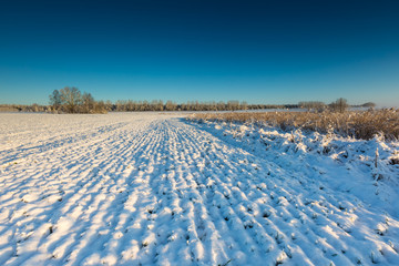 Fototapeta na wymiar winter field at sunrise