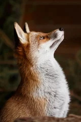 Wandaufkleber Fuchs blickt auf © Nadine Haase