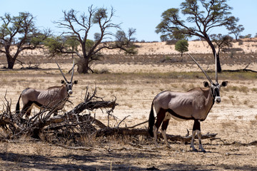 Gemsbok, Oryx gazella