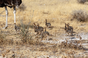 Family of Ostrich with chickens, Struthio camelus, in Namibia