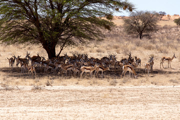 Fototapeta na wymiar herd of springbok hiding under a big acacia