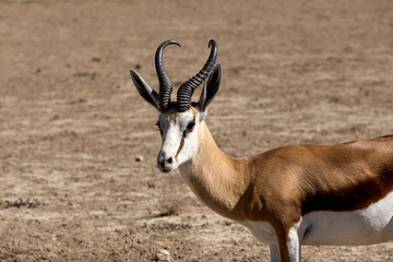 Portrait of Springbok Antidorcas marsupialis