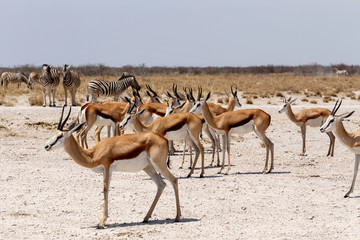 Fototapeta na wymiar herd of springbok in Etosha