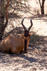 A Tsessebe (Damaliscus lunatus) stood facing the camera