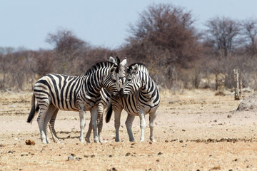 Fototapeta na wymiar Zebras in african bush
