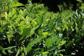 Obraz premium Tea plantation