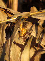 Ripe ear of corn at sunset © lukeluke68