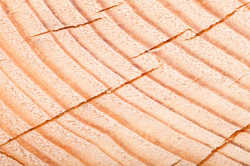 Cracked heartwood. Pine. tinted