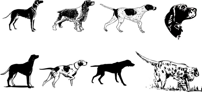 set of hunting dogs