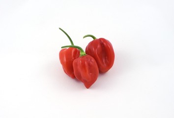 Habanero rosso
