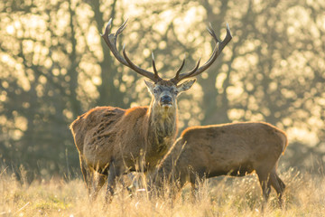 Red deer 