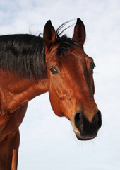 Obraz premium Headshot of a bay horse wintertime