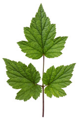 Fototapeta na wymiar Ideal green leaf