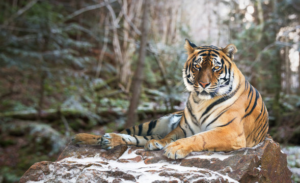 Siberian tiger on nature background