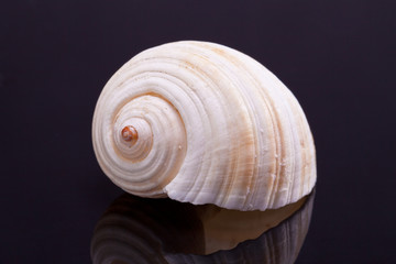 single seashell in black background with reflection