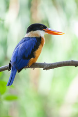 Obraz premium Beautiful blue Kingfisher bird