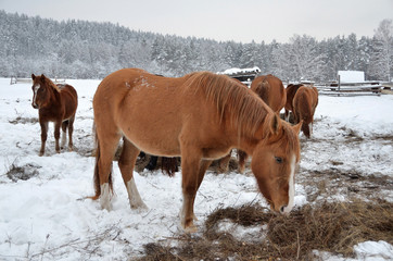 Fototapeta na wymiar Лошади на ферме зимним пасмурным утром