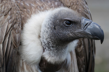 African white-backed vulture
