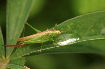 green grasshopper