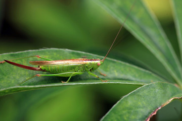 green grasshopper