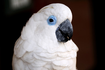 White macaw with blue eyes