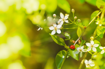 Marienkäfer auf blühendem Zweig, Frühling © mahey