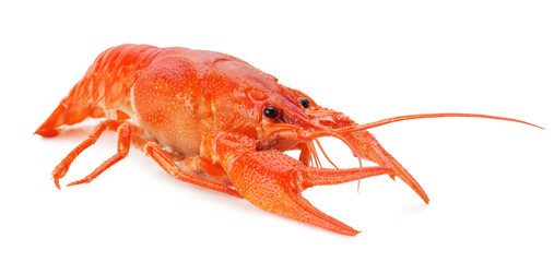 red lobster isolated on the white background