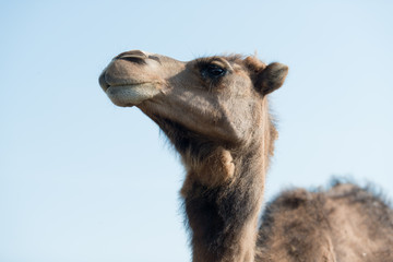 Kamel