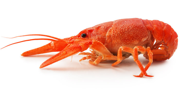 red lobster isolated on the white background