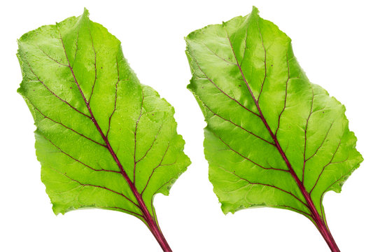 beet leaves isolated on the white background