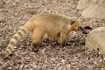 Ring-tailed Coati on ground