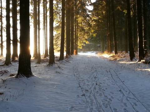 Waldweg im Winter