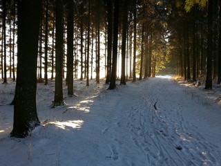 Waldweg im Winter