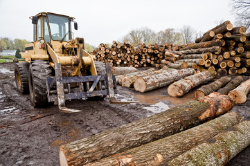 Fototapeta na wymiar Forklift With Logs In Lumber Area