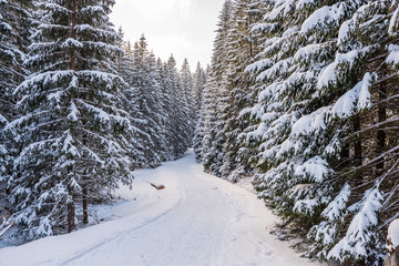 Piękna zima w polskich górach - Tatry - obrazy, fototapety, plakaty