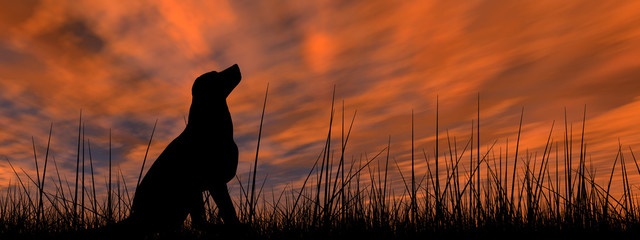 Dog silhouette in grass at sunset banner