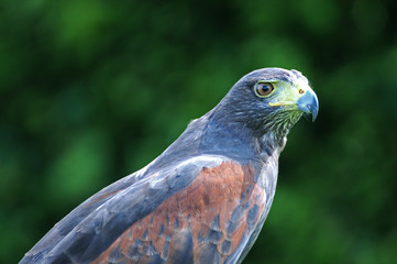 Obraz premium Amerikanischer Bussard vor Waldstück