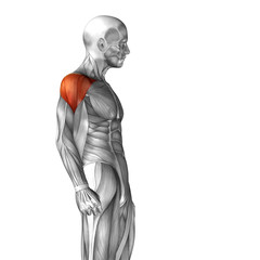 Obraz premium Conceptual 3D anatomy muscle isolated