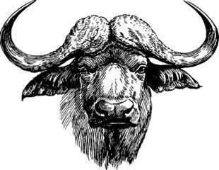 Vintage graphic head of buffalo - obrazy, fototapety, plakaty