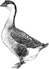 Vintage picture Farm goose © unorobus