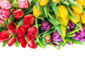 Fototapeta na wymiar Fresh tulips isolated on white background. Spring flowers
