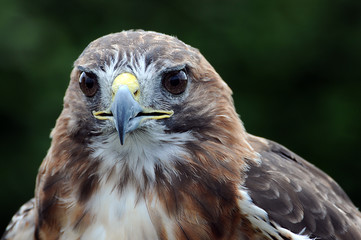 Portrait eines Rotschwanzbussards