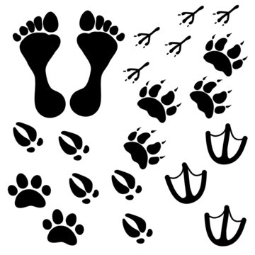 People and pets footsteps